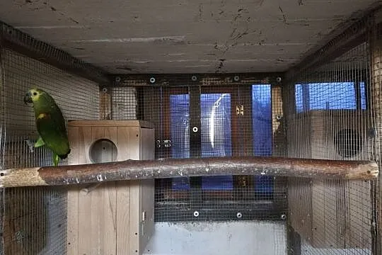 Sprzedam Amazonkę Niebieskoczelną - dorosły samiec DNA, Śląskie, Rybnik