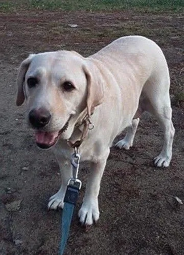 Sonia, biszkoptowa labradorka szuka kochającego do