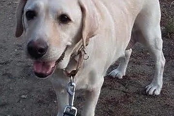 Sonia, biszkoptowa labradorka szuka kochającego do