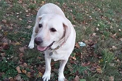 Sonia, biszkoptowa labradorka szuka kochającego do