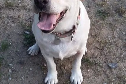 Sonia, biszkoptowa labradorka szuka kochającego do