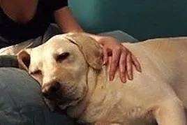 Sonia, biszkoptowa labradorka szuka kochającego do