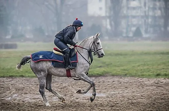 Piękna czteroletnia klacz arabska po Mared Al Sahr, Warszawa