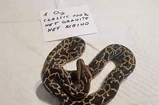 Pyton birmański , bivittatus ,tygrysi, Śląskie, Piekary Śląskie