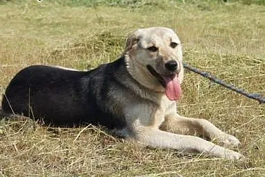 wspaniała młoda Nuka do adopcji,  podlaskie Białystok