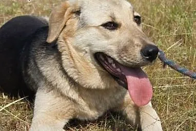 Wspaniała młoda Nuka do adopcji,  podlaskie Białys