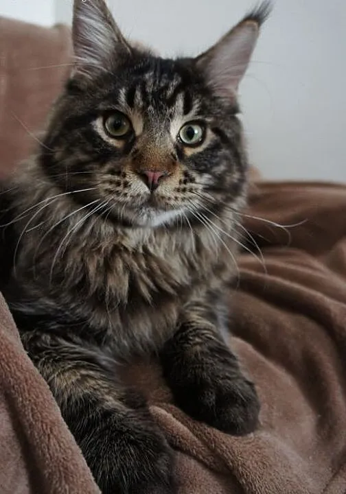 MAINE COON - piękne, Koty maine coon cała Polska