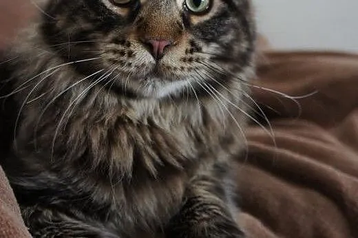MAINE COON - piękne,  Koty maine coon cała Polska