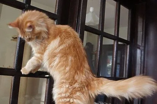 MAINE COON - piękne,  Koty maine coon cała Polska