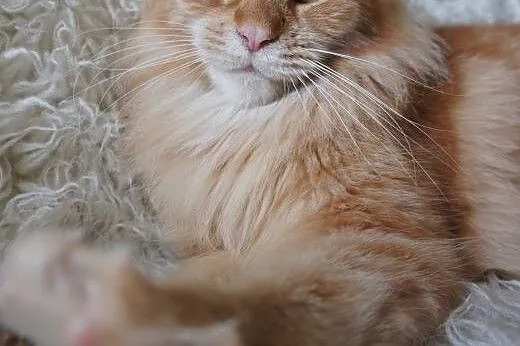 MAINE COON - piękne,  Koty maine coon cała Polska