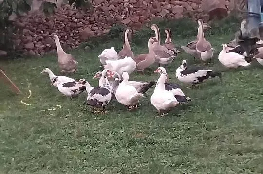 Kaczki piżmowe, Wielkopolskie, Piaski