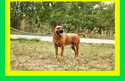 30kg,ciapowaty,ruchliwy,przyjazny,amstaff mix,pies