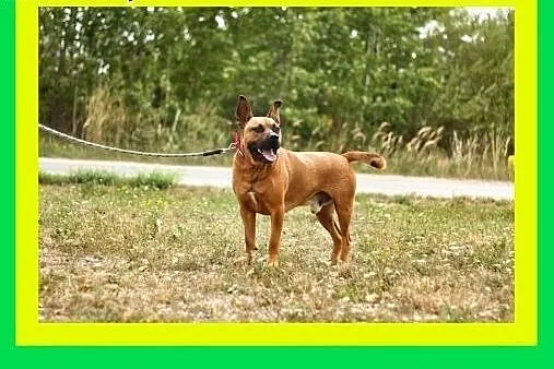 30kg,ciapowaty,ruchliwy,przyjazny,amstaff mix,pies