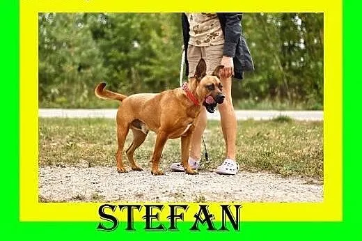 30kg,ciapowaty,ruchliwy,przyjazny,amstaff mix,pies