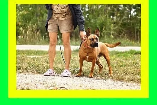 30kg,ciapowaty,ruchliwy,przyjazny,amstaff mix,pies
