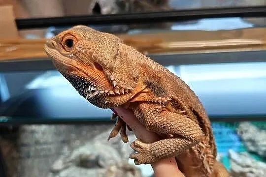 Agama brodata dorosła samica