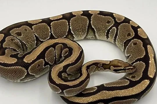 Vanilla samica Pyton królewski/ regius wąż gad