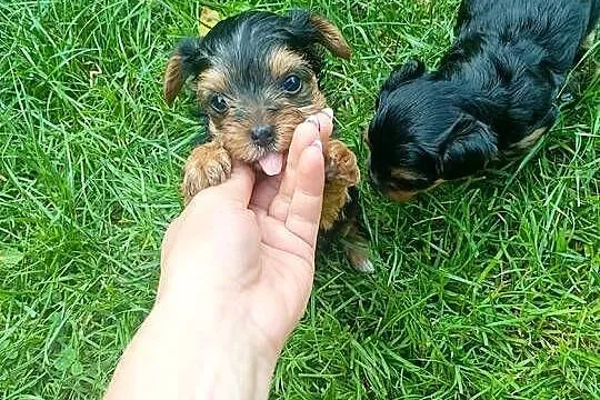 York terrier