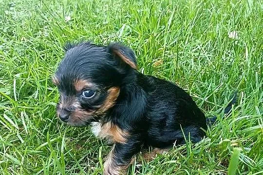 York terrier, Lubelskie, Pryszczowa Góra