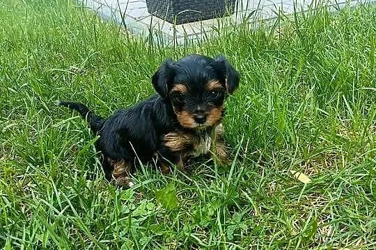 York terrier, Lubelskie, Pryszczowa Góra
