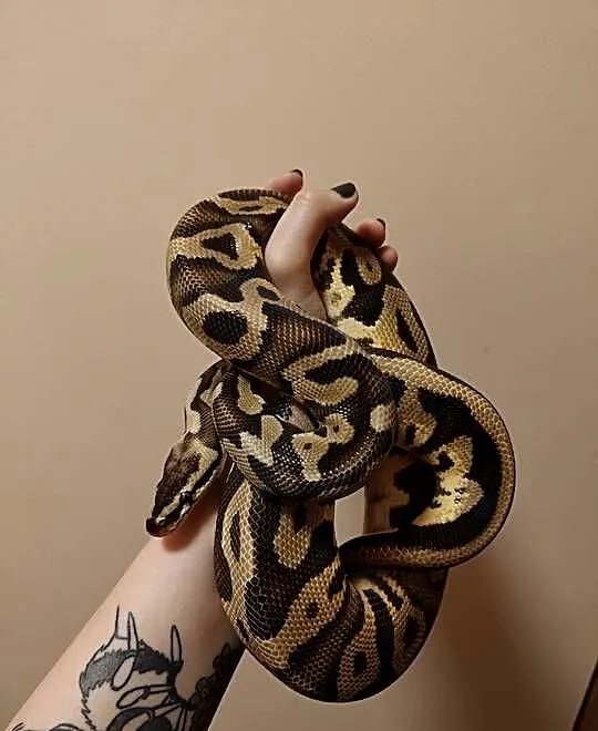 Samiec pyton leopard pastel het clown python królewski, python regius,, Śląskie, Łaziska Górne