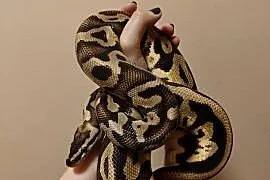 Samiec pyton leopard pastel het clown python królewski, python regius,