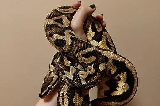 Samiec pyton leopard pastel het clown python królewski, python regius,, Śląskie, Łaziska Górne