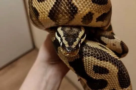 Samiec pyton leopard pastel het clown python królewski, python regius,, Śląskie, Łaziska Górne