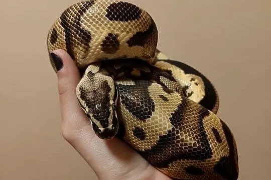 Samiec pyton leopard pastel het clown python królewski, python regius,, Śląskie, Łaziska Górne