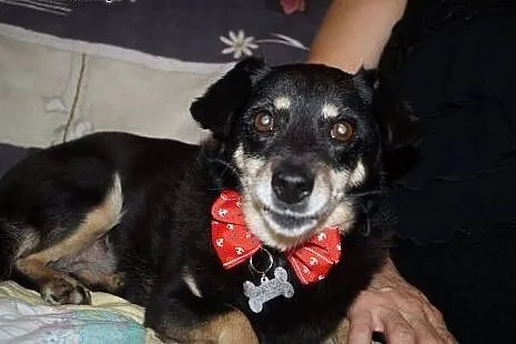 Pusia, malutka, grzeczna suczka, najwierniejsza na
