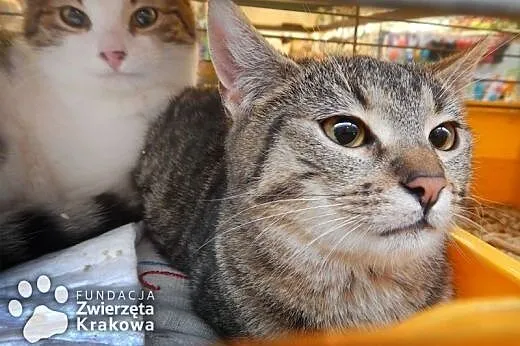 Zosia i Jasiu chcą mieć kochającego człowieka,  małopolskie Kraków