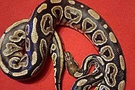 Pyton Królewski (Black Phantom Pastel) samica