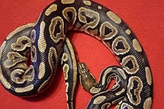 Pyton Królewski (Black Phantom Pastel) samica