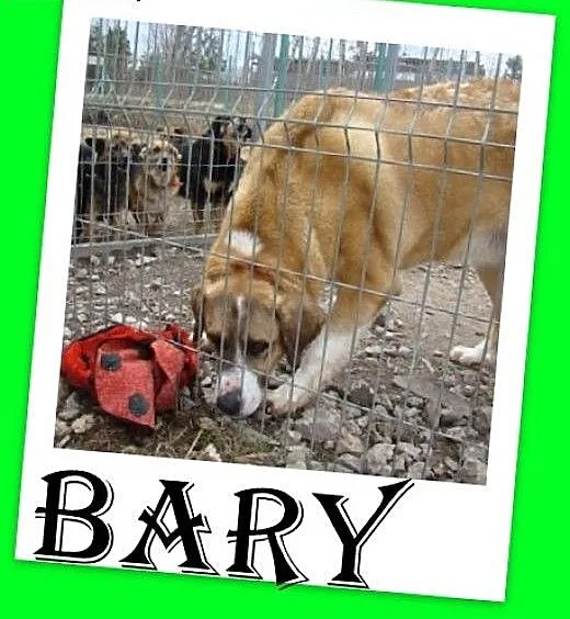 Bernarydyn mix,potężny,łagodny pluszak,przyjazny p