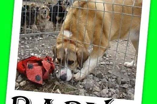 Bernarydyn mix,potężny,łagodny pluszak,przyjazny p