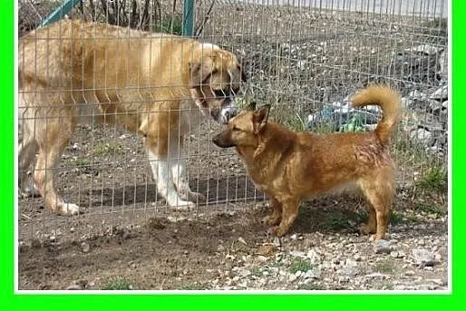 Bernarydyn mix,potężny,łagodny pluszak,przyjazny p