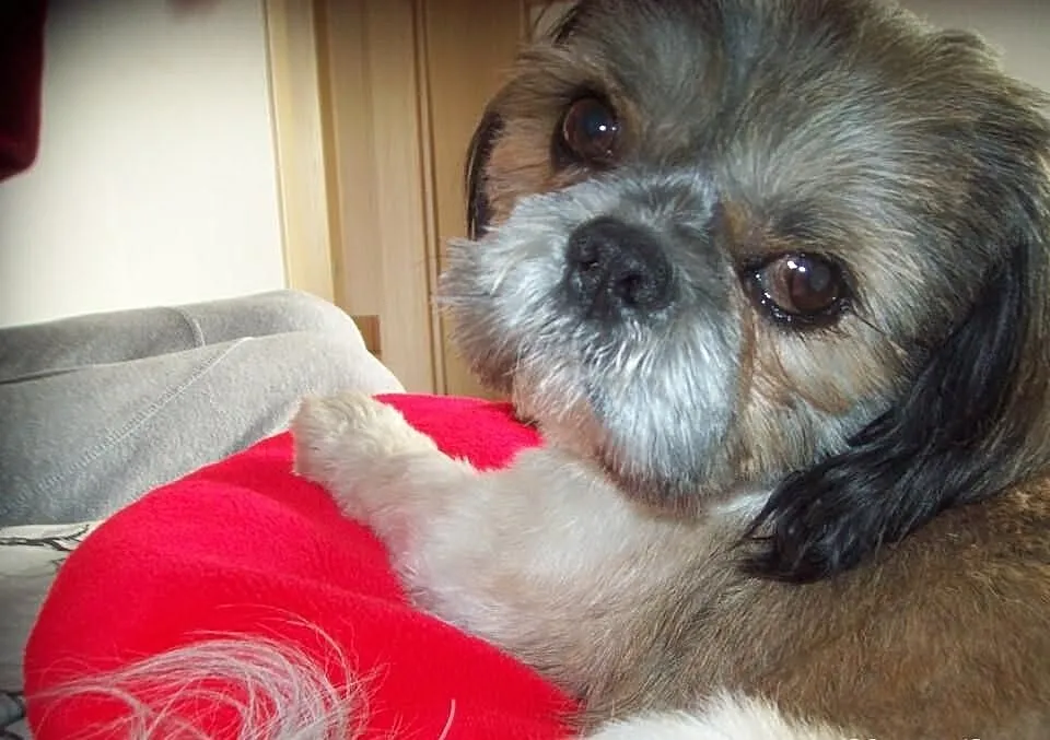 Reproduktor-Krycie Shih-tzu