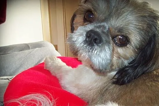 Reproduktor-Krycie Shih-tzu