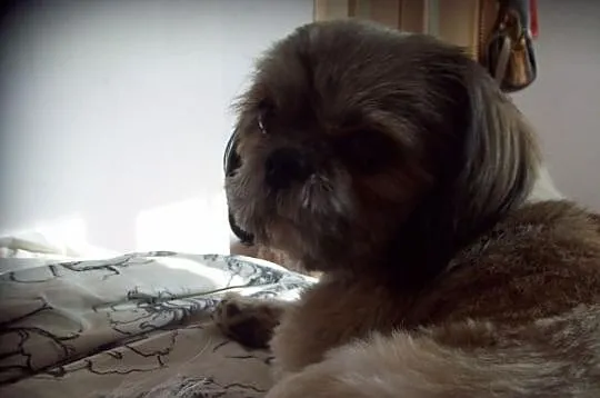 Reproduktor-Krycie Shih-tzu