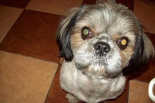 Reproduktor-Krycie Shih-tzu