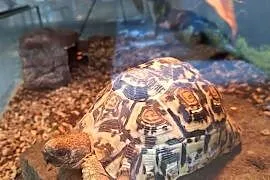 Sprzedam żółwia lamparciego oraz terrarium
