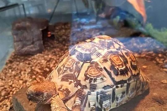 Sprzedam żółwia lamparciego oraz terrarium