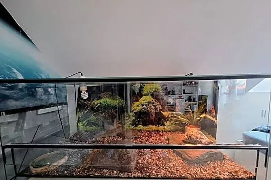 Sprzedam żółwia lamparciego oraz terrarium, Łódzkie, Lubochnia