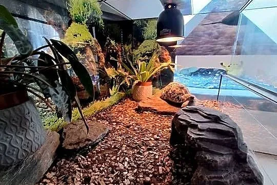 Sprzedam żółwia lamparciego oraz terrarium, Łódzkie, Lubochnia
