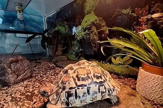 Sprzedam żółwia lamparciego oraz terrarium, Łódzkie, Lubochnia