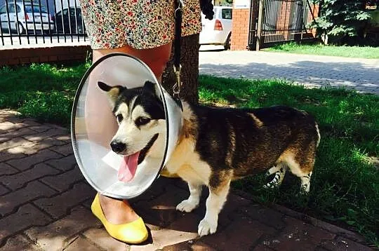 Barcelona do adopcji