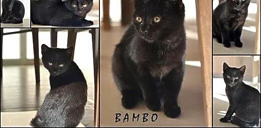 Pokochaj i przygarnij Bambo, śląskie Gliwice