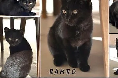 Pokochaj i przygarnij Bambo,  śląskie Gliwice