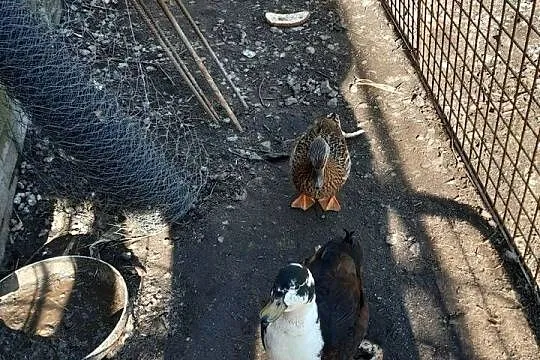 Sprzedam księżniczki walii zielone, łąkówki wspaniałe, kanarki oraz kaczki