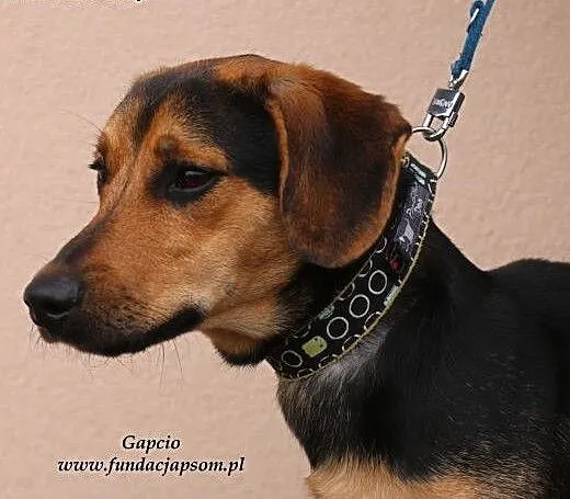 Gapcio - młody, jamnikowaty psiak, mazowieckie No